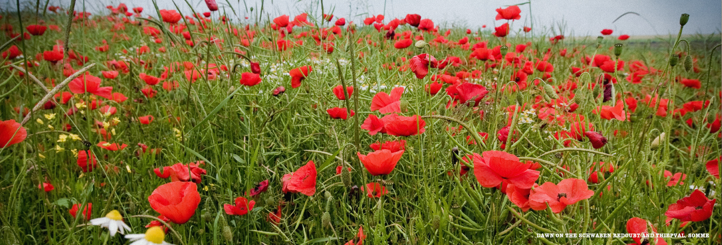Wild Poppies, Somme France